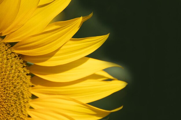 Sunflower on a sunny italian morning