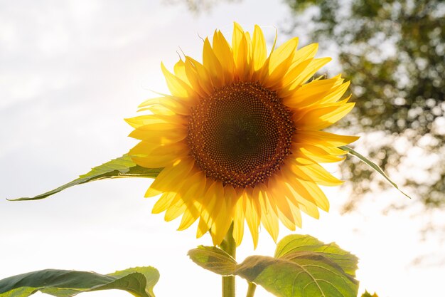 夕日の光の中のひまわり。閉じる。閉じる。黄色い大きな花。