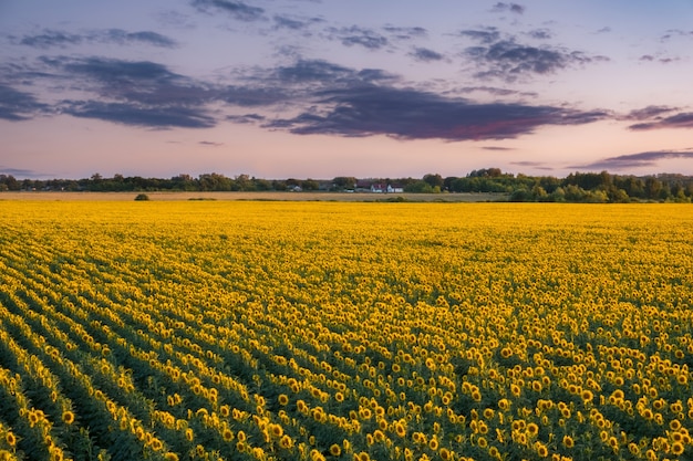 Foto girasole al tramonto in un campo estivo