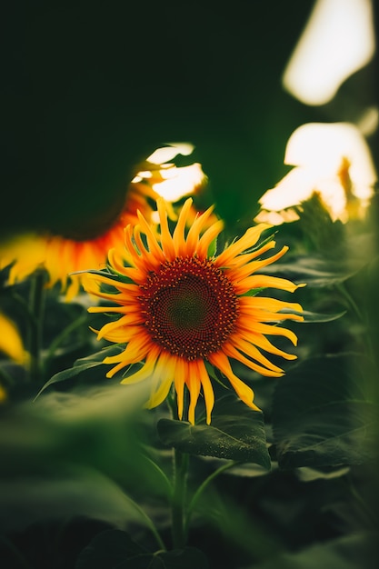 Sunflower on sunset