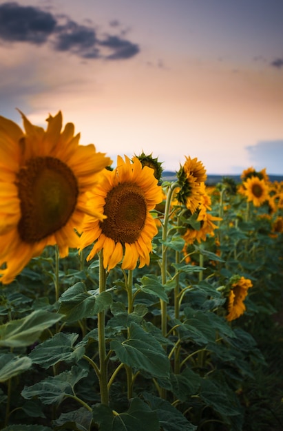 Sunflower on sunset