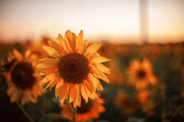 Sunflower at sunset