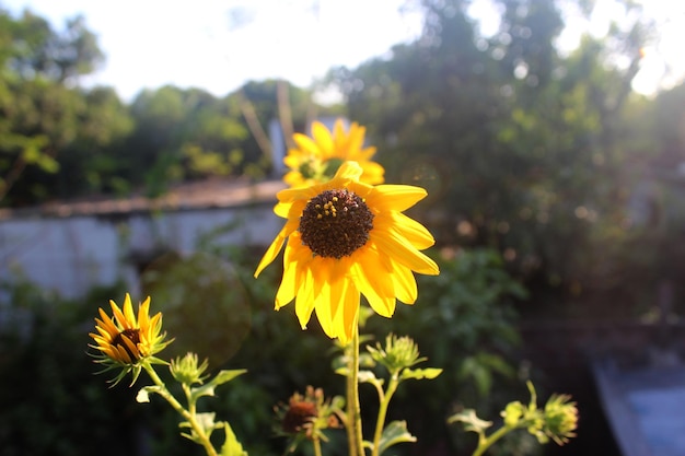 太陽の花の壁紙 素敵な自然の背景