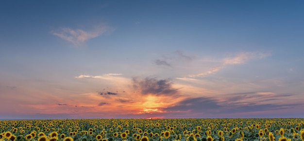 Sunflower Symphony A Magnificent Field Painted by the Setting Sun