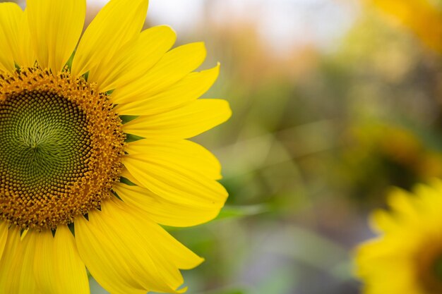 Sunflower in the warm sunlight