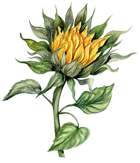 Sunflower watercolor flower