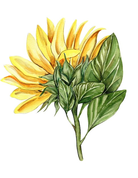 Sunflower watercolor flower