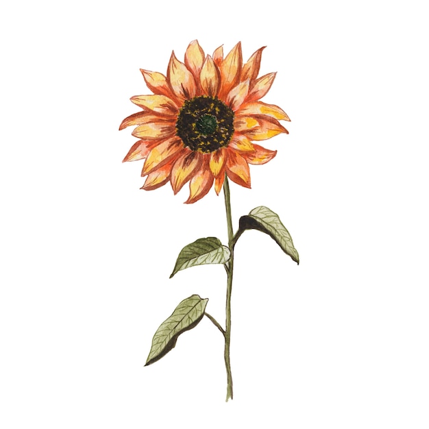 sunflower watercolor painted on white