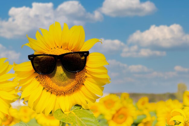 Sunflower wearing black glasses on a clear and cloudy day