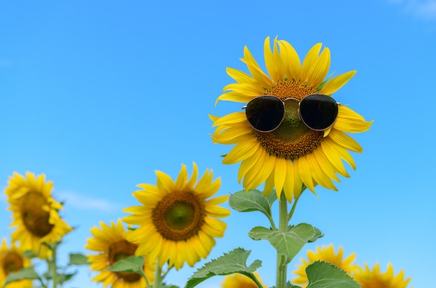 Sunflower wearing sunglasses in sunflower  field