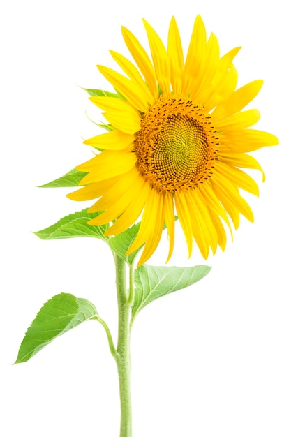 A sunflower on a white background