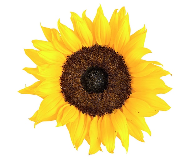 Sunflower on white background