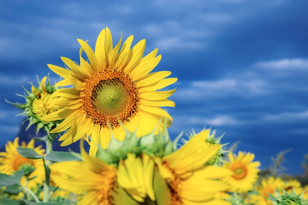 Sunflower winter with blue sky.