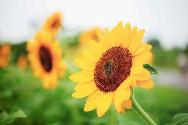 Sunflower with beautiful.