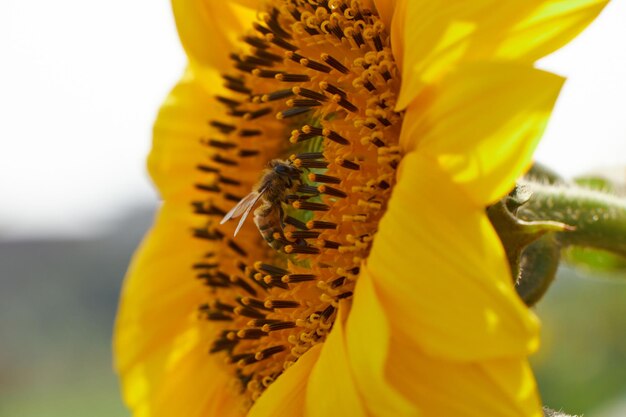 A sunflower with a bee on it