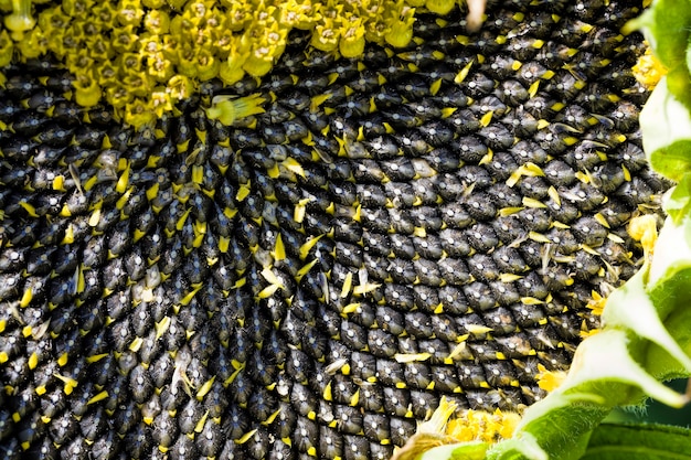 sunflower with black seeds