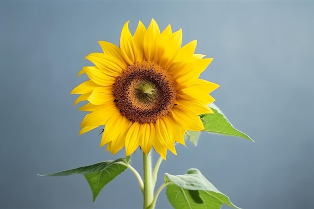 A sunflower with a blue background