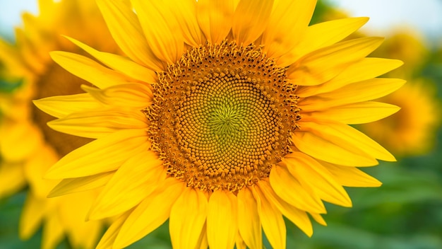 Sunflower with blue sky background