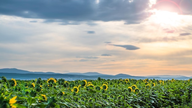 Sunflower with blue sky background