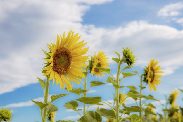 Sunflower with blue sky.