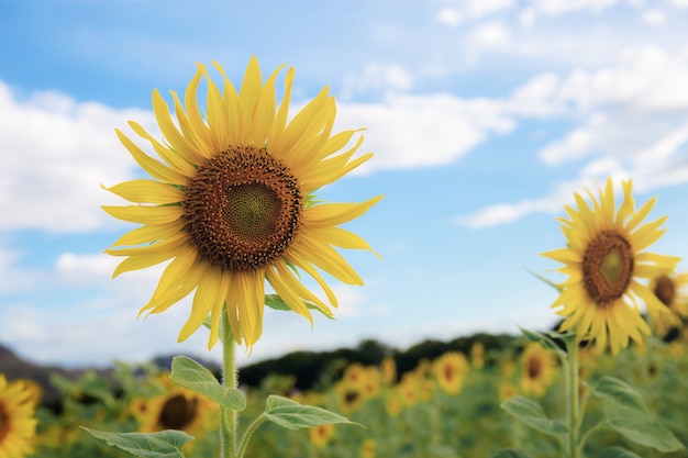 Sunflower with blue sky.