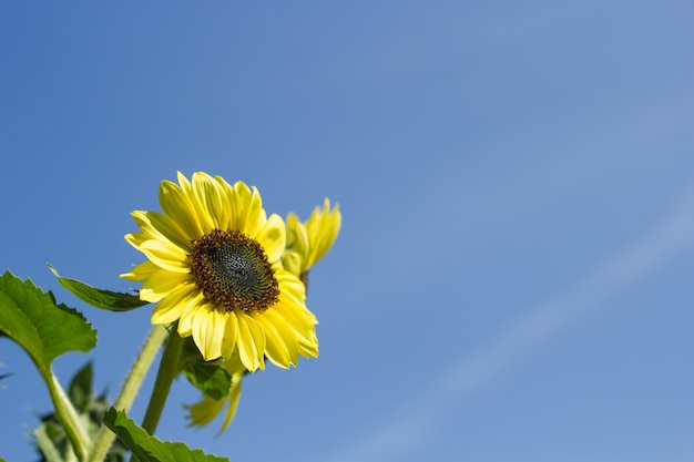 Sunflower with blue sky.