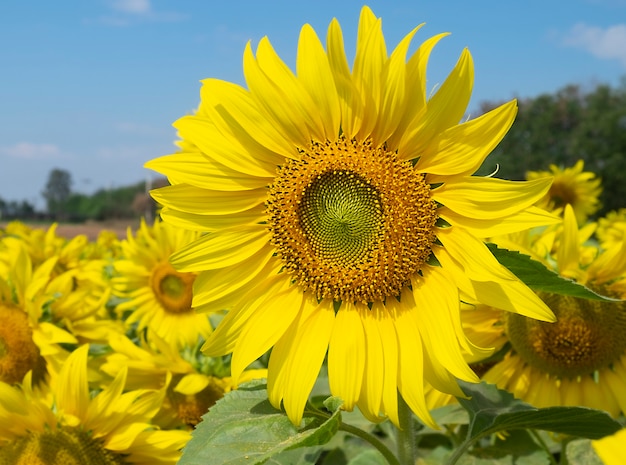 Sunflower with blue sky