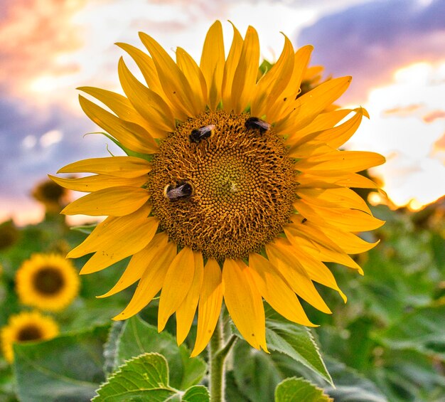 Sunflower with bumblebees
