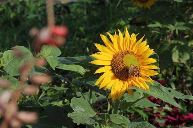 Sunflower with Buterfly