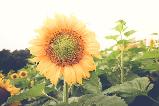 Sunflower with filter effect retro vintage style