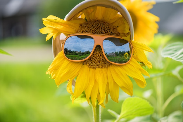 Sunflower with glasses and a cap on the field