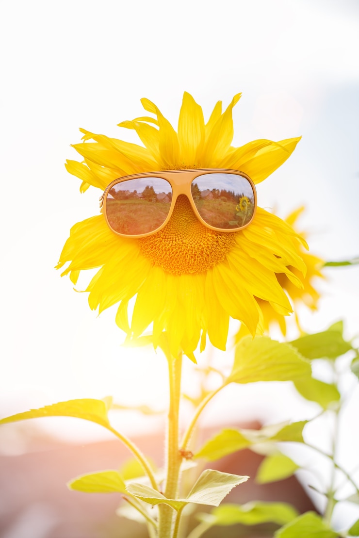 Photo sunflower with glasses on the field