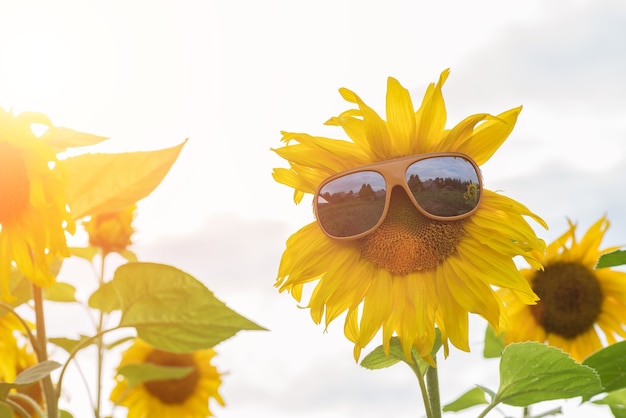 Sunflower with glasses on the field