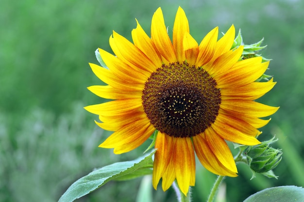 A sunflower with a green background