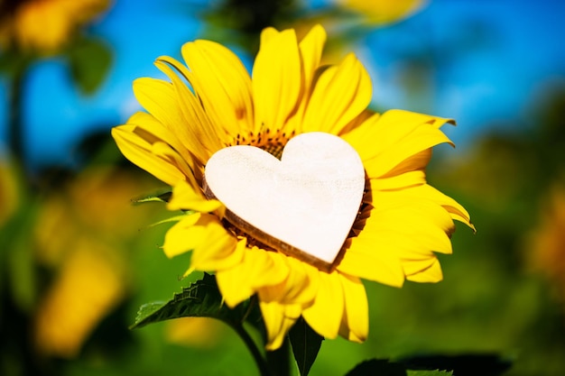 Photo sunflower with heart in the middle postcard greeting card autumn