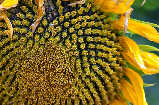 Sunflower with seeds.