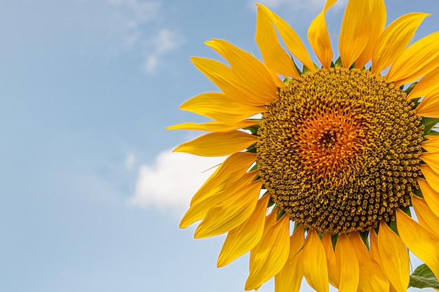 Sunflower with sky background