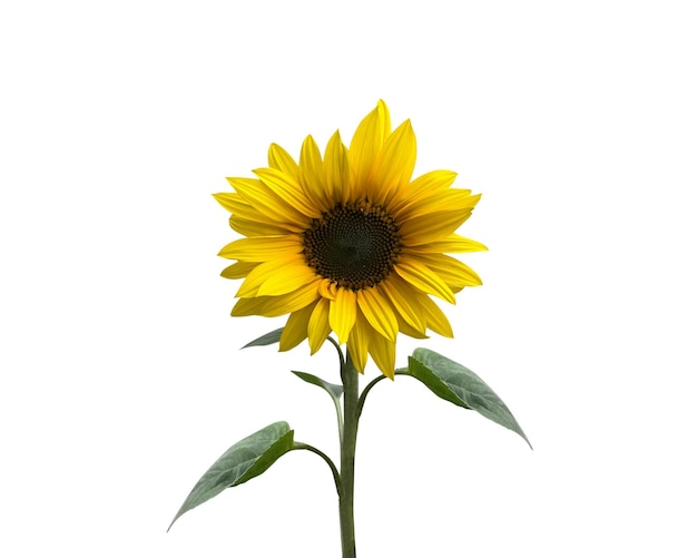 Photo a sunflower with a stem and leaves