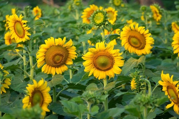 Sunflower with the sunflowers field in background