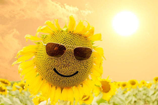 Sunflower with sunglasses and smile at sunrise time