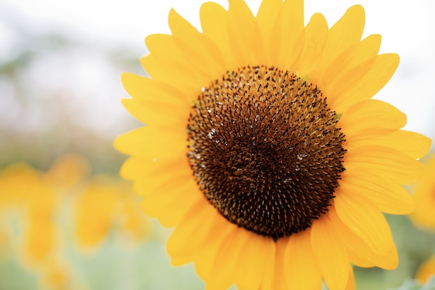 Sunflower with sunrise in winter.