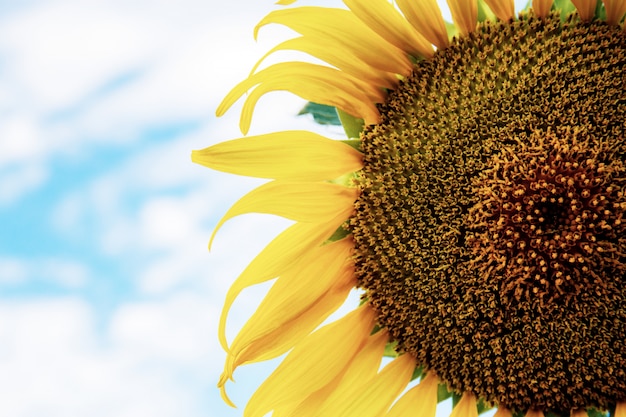 Sunflower with texture.