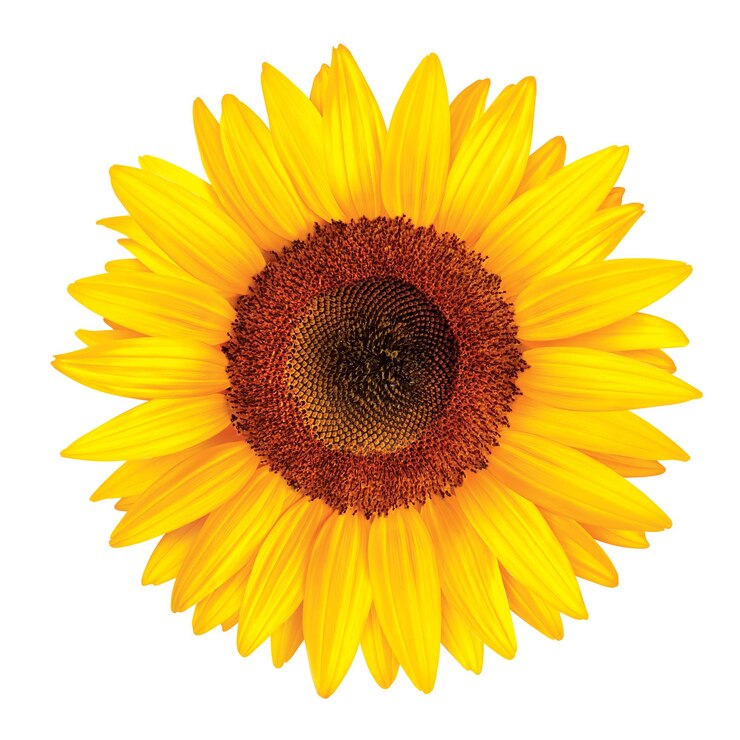 Photo a sunflower with on white