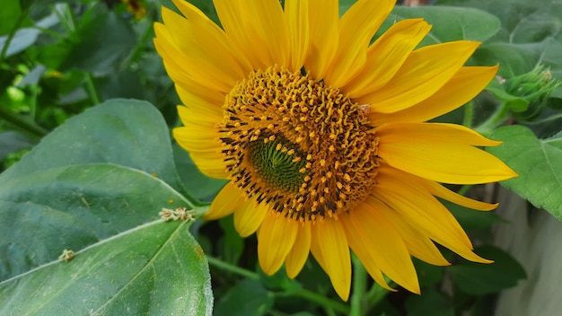 A sunflower with a yellow center and green leaves.