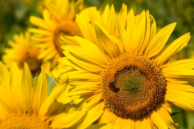 sunflower with yellow petals