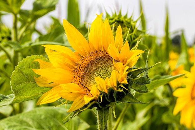 sunflower with yellow petals