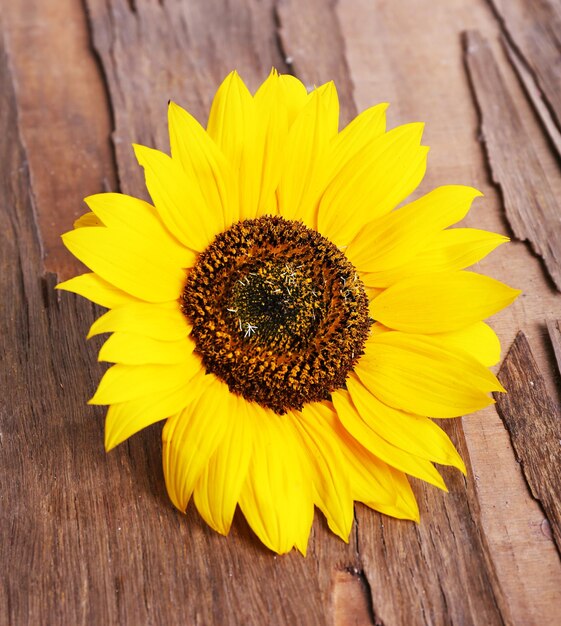 Sunflower on wooden background