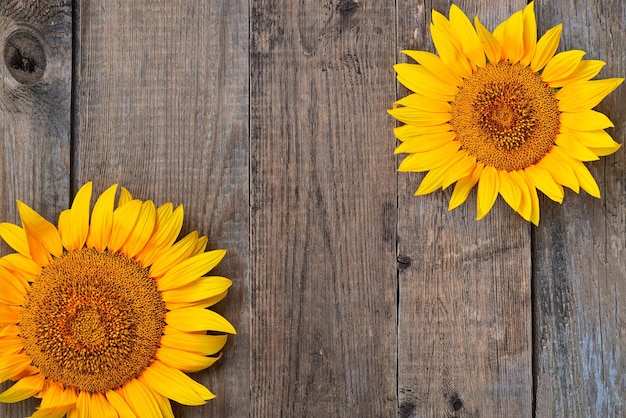 Sunflower on a wooden background