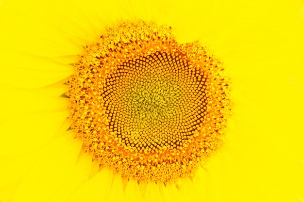 sunflower yellow background