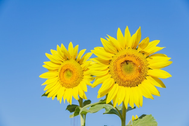 Photo sunflower